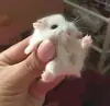 Animal mem