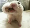 Стикер Animal mem