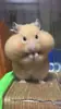 Стикер Animal mem