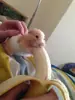 Стикер Animal mem