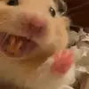 Стикер Animal mem