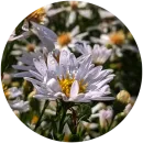 Стикер Nature