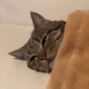 Стикер Pishi 2