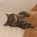 Стикер Pishi 2