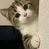 Pishi 3