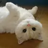 Стикер Pishi 3