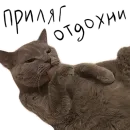 Стикер Poncik