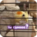 Попугай Кока