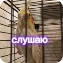 Стикер Попугай Кока