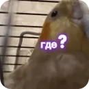 Стикер Попугай Кока
