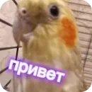 Стикер Попугай Кока