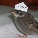 Стикер попуги и другие животные