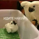 Стикер попуги и другие животные