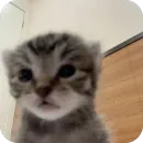 Стикер Коты