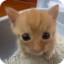 Стикер Коты