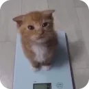 Стикер Коты