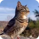 Стикер Коты