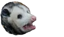 Possum style