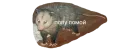 Стикер Possum style