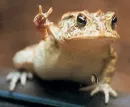 Frogs and toads
