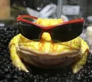 Стикер Frogs and toads