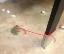 Стикер Frogs and toads