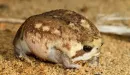 Стикер Frogs and toads