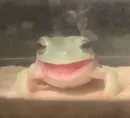 Стикер Frogs and toads