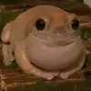Стикер Жабки :ь