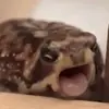Стикер Жабки :ь