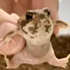 Стикер Жабки :ь