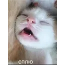 Стикер Проснулся