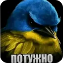 Стикер Birds Memes