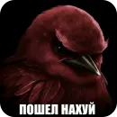 Birds Memes