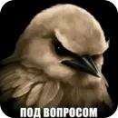 Стикер Birds Memes