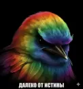 Birds Memes
