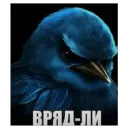 Birds Memes