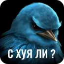 Стикер Birds Memes