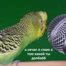 Стикер PopugLife