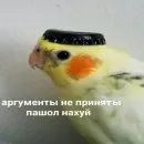 Стикер PopugLife