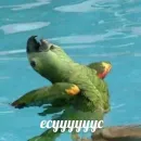 Стикер PopugLife