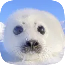 Стикер Pusa Seal