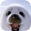 Стикер Pusa Seal