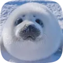 Стикер Pusa Seal