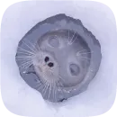 Стикер Pusa Seal