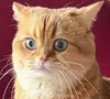 Стикер PussyPaw