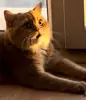 Стикер PussyPaw