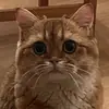 Стикер PussyPaw