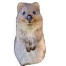 Quokka