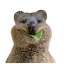 Стикер Quokka